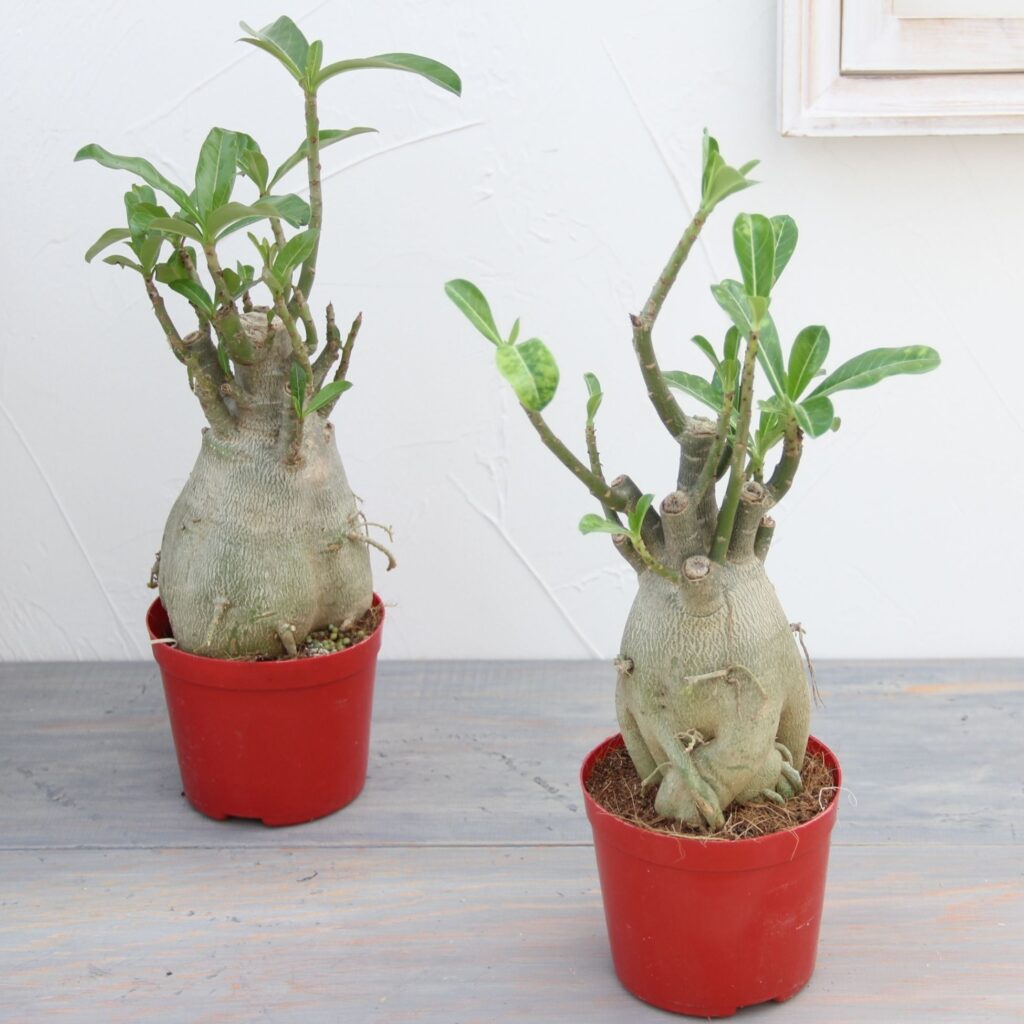 Adenium obesum“วังดอกดก”アデニウム アデニウム・オベスムの育て方 | 観葉植物・お花の通販 AND PLANTS