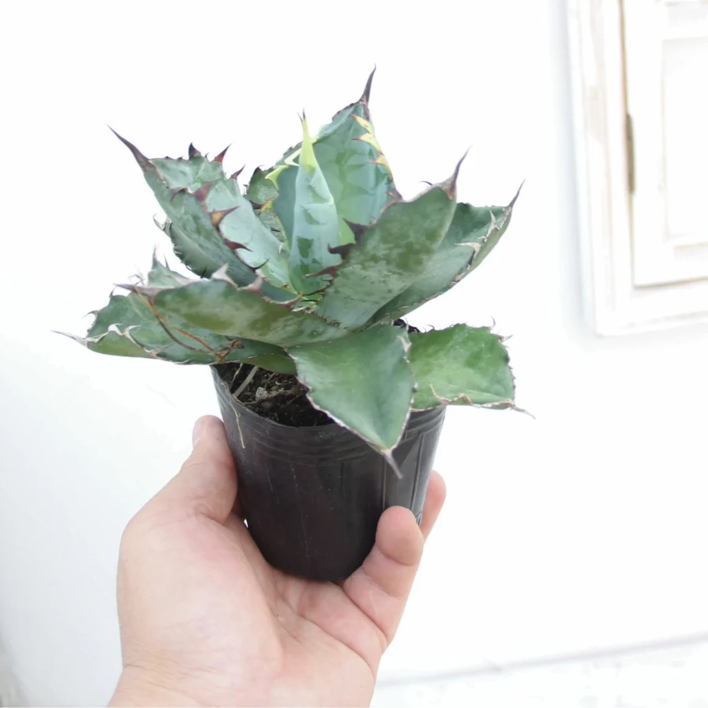 迫力！アガベ チタノタ　庭のガーデニング直植えなど！！ チタノタ #屋外地植え #アガベチタノタ #地植えアガベ #titanota