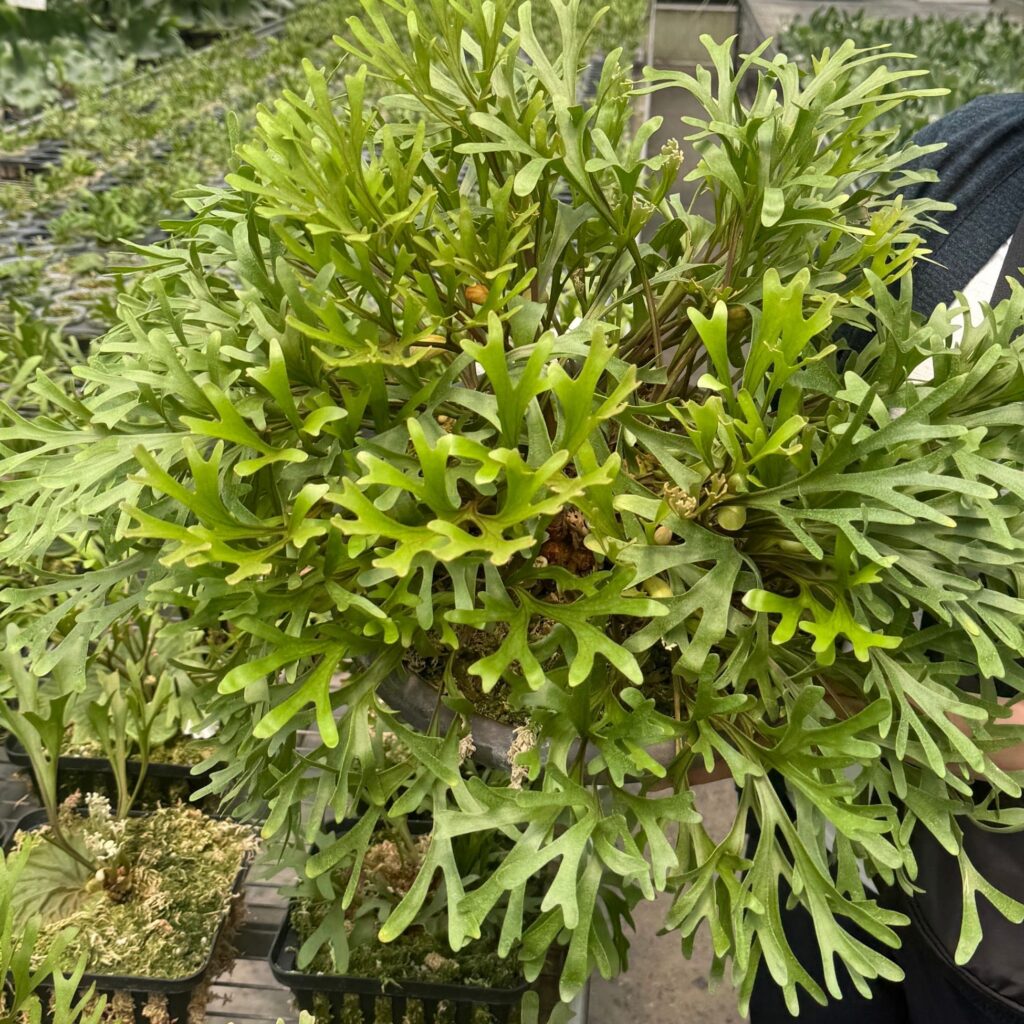 ビカクシダ・リドレイは難しいけど育てられる！明るい日陰と風通しで差