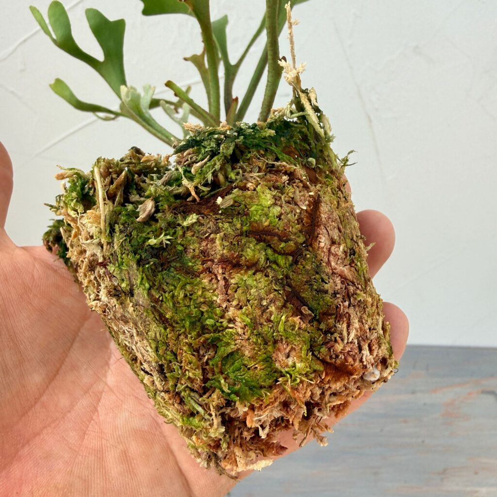 ビカクシダ・リドレイは難しいけど育てられる！明るい日陰と風通しで差