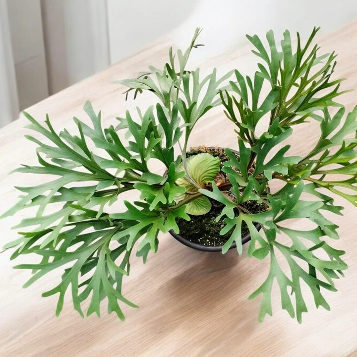 ビカクシダ・リドレイは難しいけど育てられる！明るい日陰と風通しで差