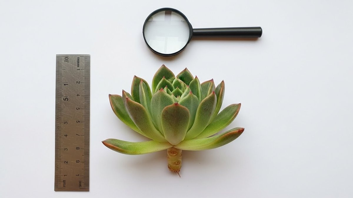 多肉植物 名前 わからない