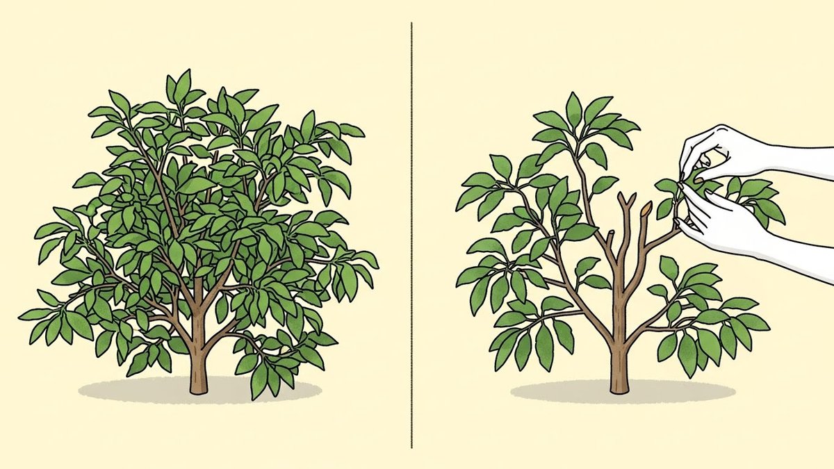 パキラ 剪定 バッサリ