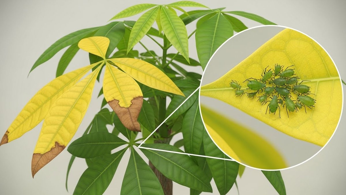 パキラ 剪定しないとどうなる