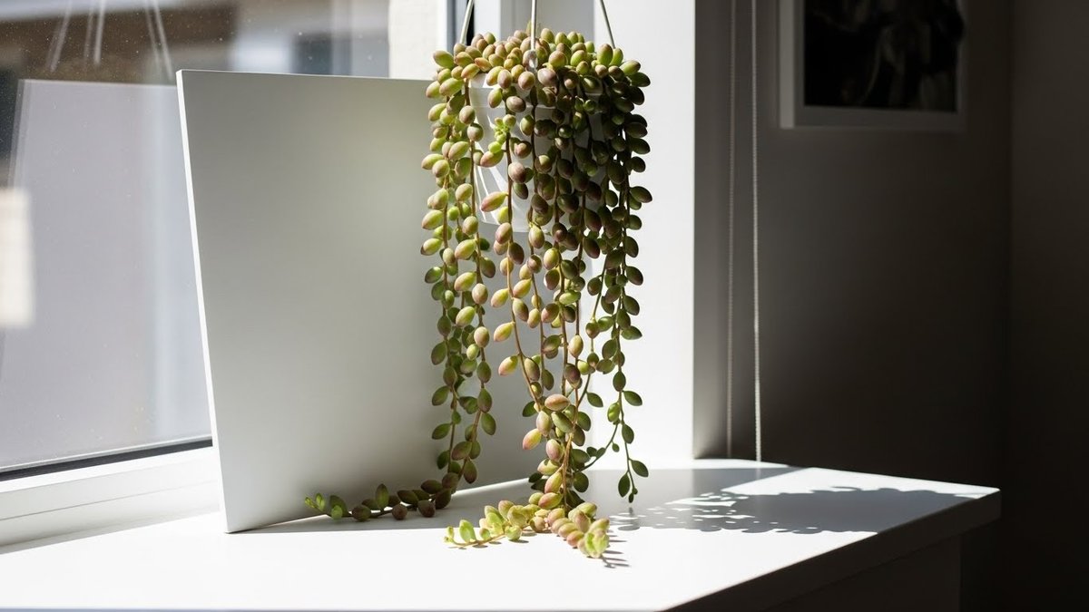 ルビーネックレス 多肉