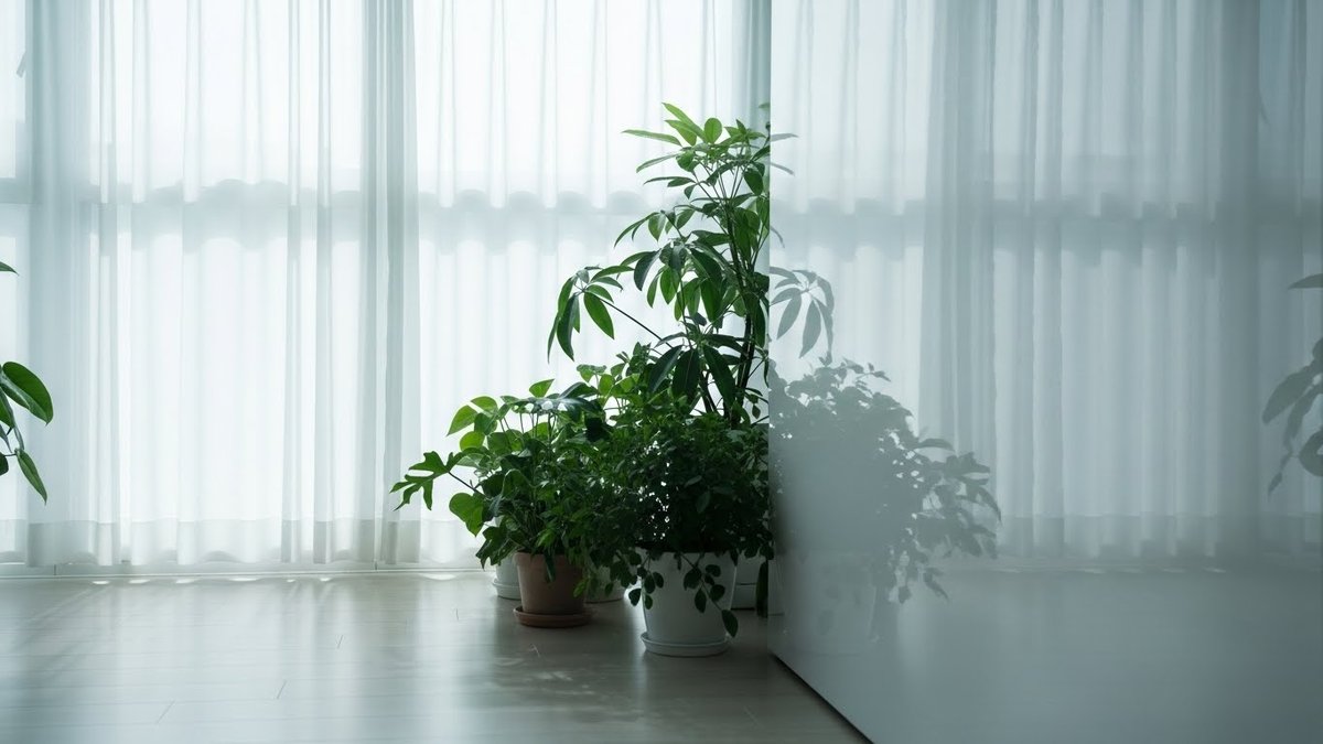 耐陰性 観葉植物 最強