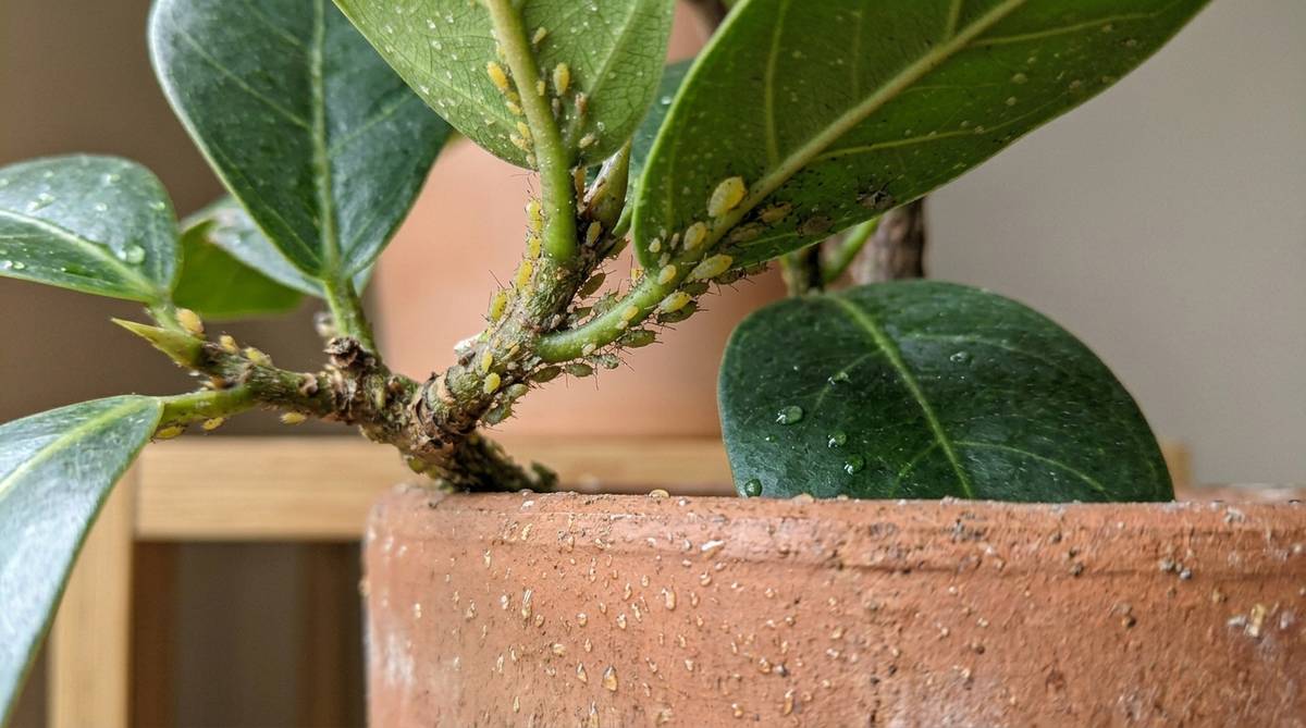 観葉植物 床がベタベタ